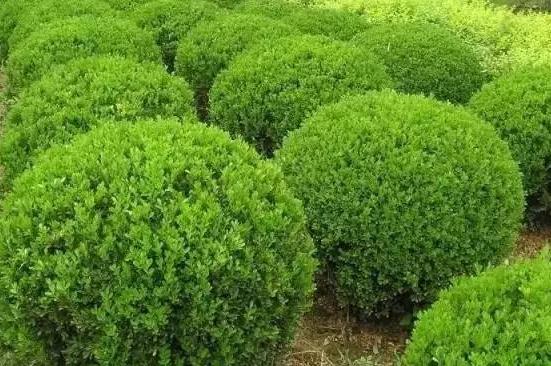 襄陽園林公司 襄陽園林公司