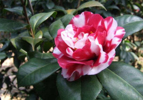 在進行植物品種的選擇上，一般有這7個程序！