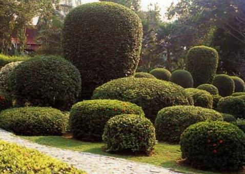 關于園林植物的布置方法，主要看看這5種！