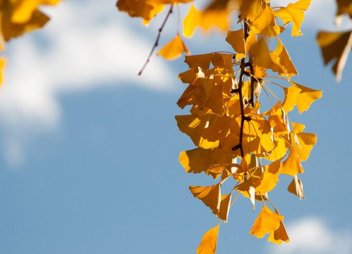 凱蒂園林和大家講講銀杏這種植物的3種繁殖方法！