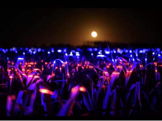 荷蘭新銳藝術家打造新景觀，讓燈光照在兩萬平方米農田上