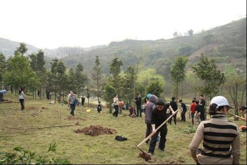 栽樹五大誤區，您中招了嗎？
