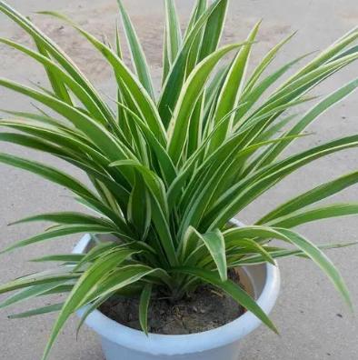 關于金邊吊蘭，你不能不知道的5個養(yǎng)護小技巧