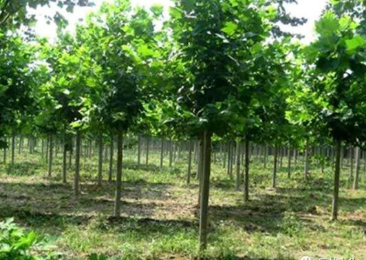 園林綠化中幾種常見速生樹種，發展趨勢怎么樣？