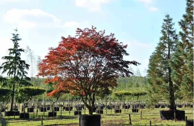 干貨 | 園林綠化種植技術17問，園林人必須掌握