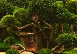 園林植物的形狀通常可分為幾種呢？